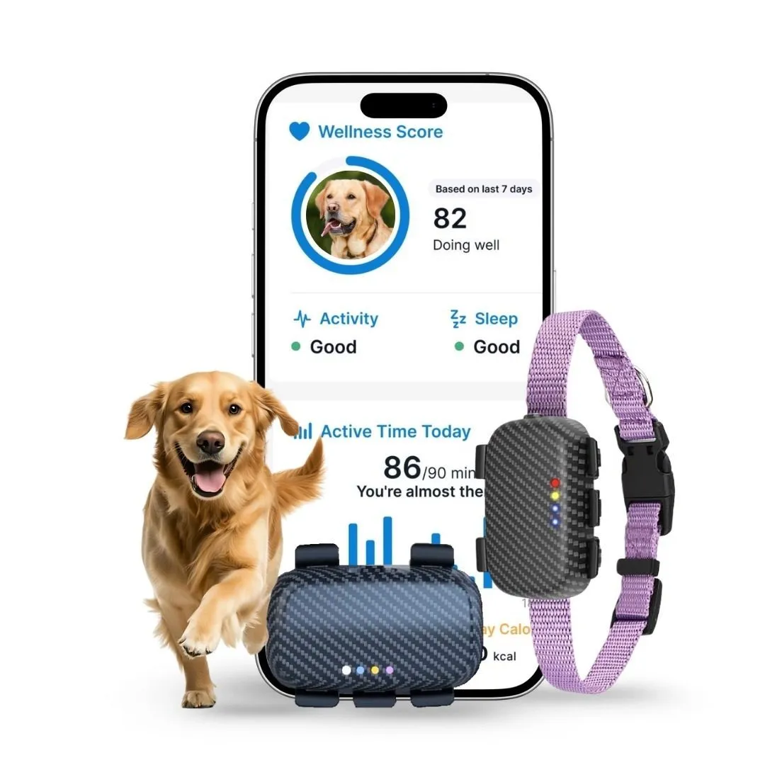 SEETRACK 4G GPS Tracker Smart Dog Collar with Free SIM & 12-Month Data Plan – Real-Time Location Tracking, Activity & Sleep Monitoring, iOS & Android App, Waterproof Pet Fitness Tracker